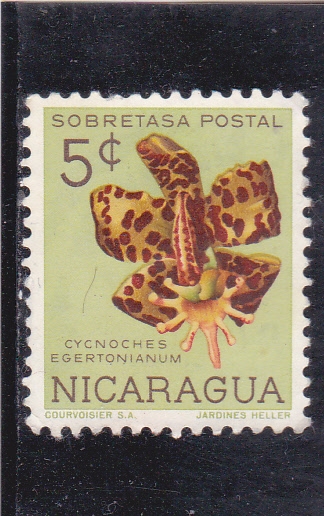 FLORES- CYCNOCHES EGERTONIANUM