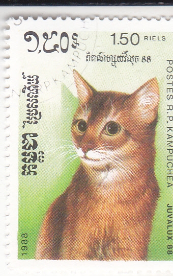 GATO DOMÉSTICO