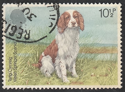 881 - Perro de raza