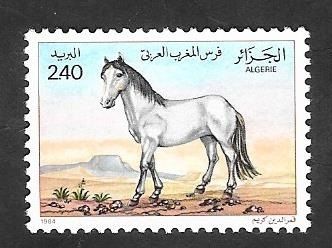 814 - Caballo de raza