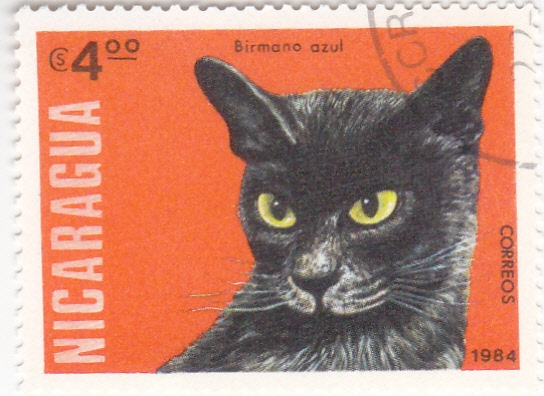 gato birmano azul