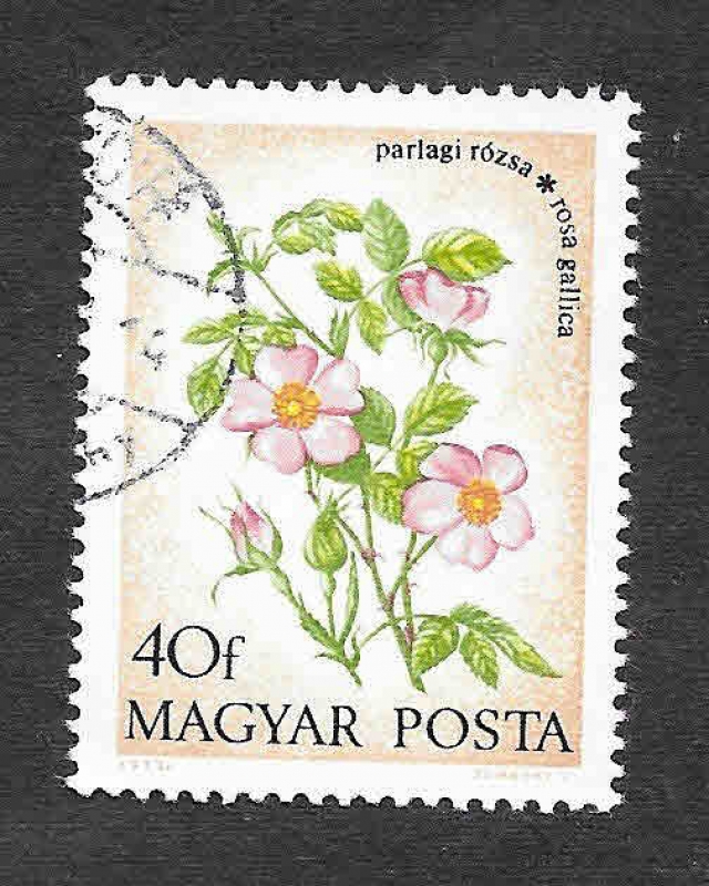 2240 - Plantas
