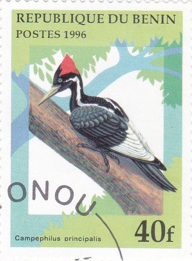 AVES- CAMPEPHILUS PRINCIPALIS