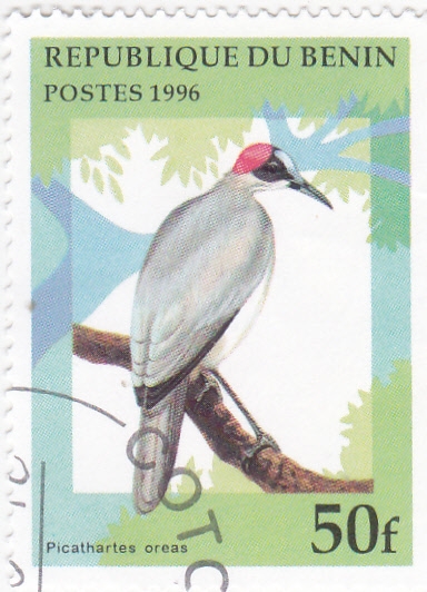 AVES-PICATHARTES CREAS 