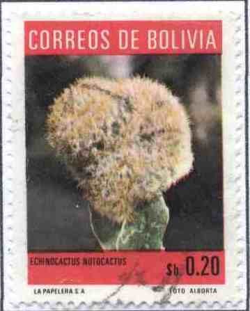 Flora boliviana - Cactus
