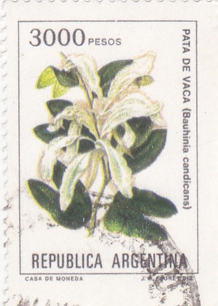 FLORES- PATA DE VACA