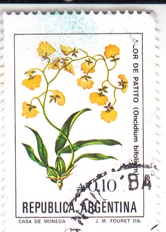 FLORES- FLOR DE PATITO 