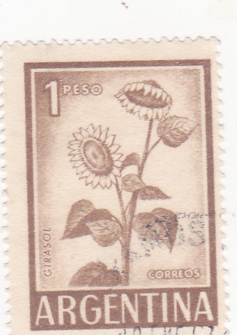 FLORES- GIRASOL