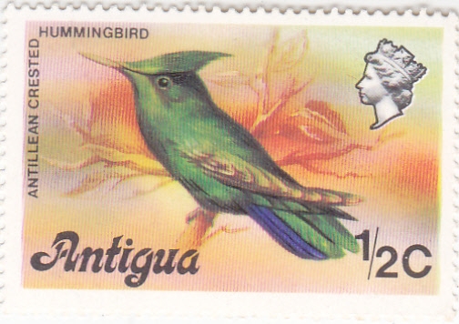 AVE-ANTILLEAN CRESTED 