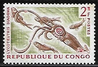 Oceanic Squid (molusco)