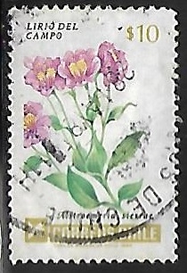 Lirio del Campo