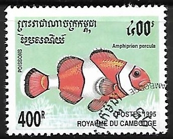 Orange Clownfish