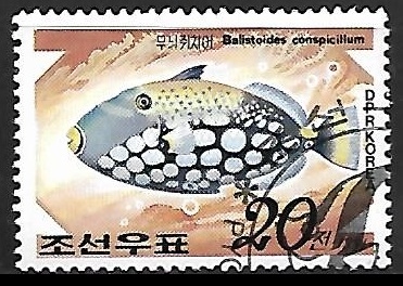 Clown Triggerfish