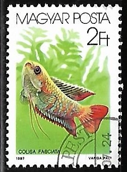 Banded Gourami