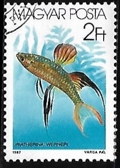 Threadfin Rainbowfish 
