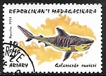 Tiger Shark