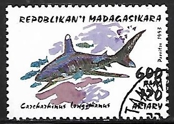 Oceanic Whitetip Shark