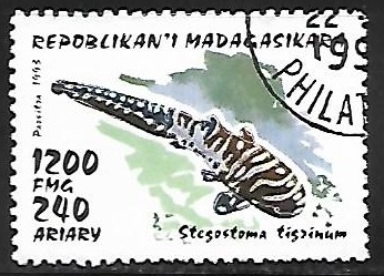 Zebra Shark