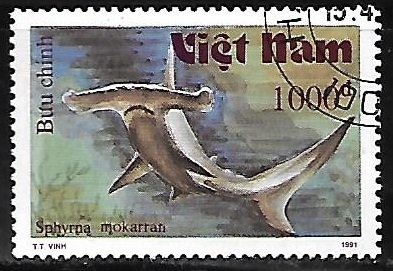 Bull Shark
