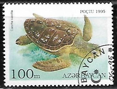 Loggerhead 