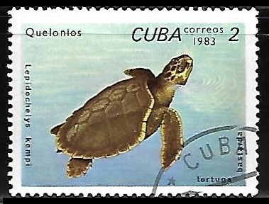 Kemp’s Ridley Sea Turtle
