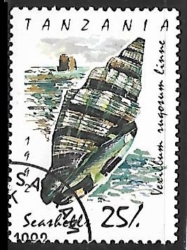 Rugose Mitre