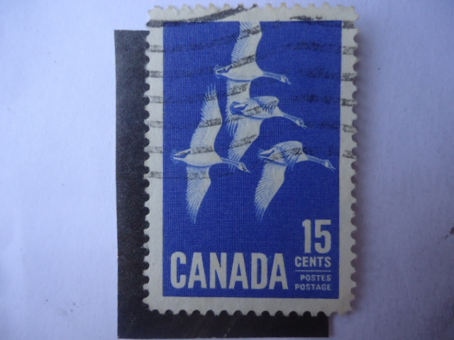 Gansos del Canadá (Branta canadensis)