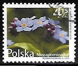 Myosotis arvensis