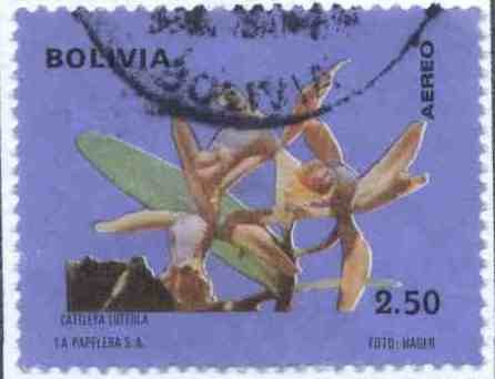 Flora boliviana - Orquideas
