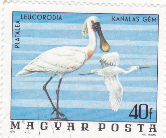 AVES- platalea leucorodia 