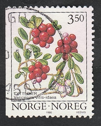 Vaccinium vitis idaea