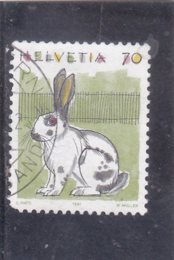 ILUSTRACIÓN CONEJO