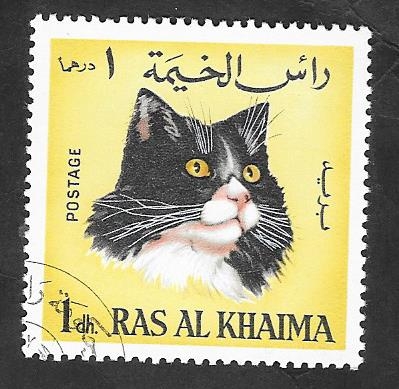 Ras Al Khaima - 35 - Gato