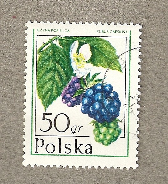 Grosella