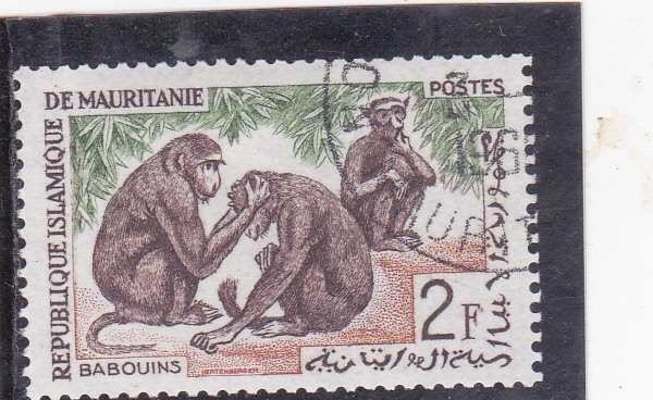 MONOS BABUINOS 