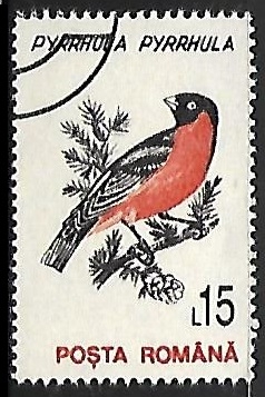Eurasian Bullfinch
