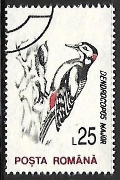 Dendrocopos major