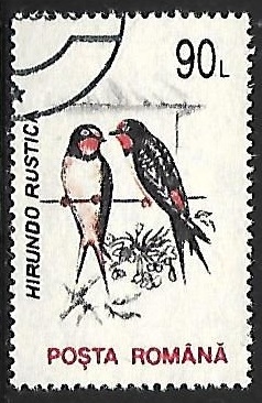 Hirundo rustica