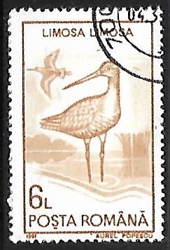 Limosa limosa