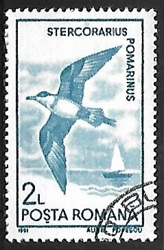 Stercorarius pomarinus