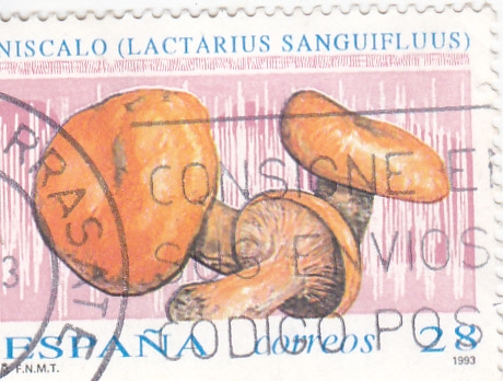 SETAS (36)