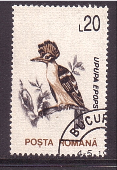 serie- Fauna local