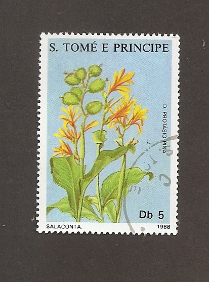 Flor Salaconta