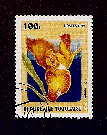 Flor Habenaria