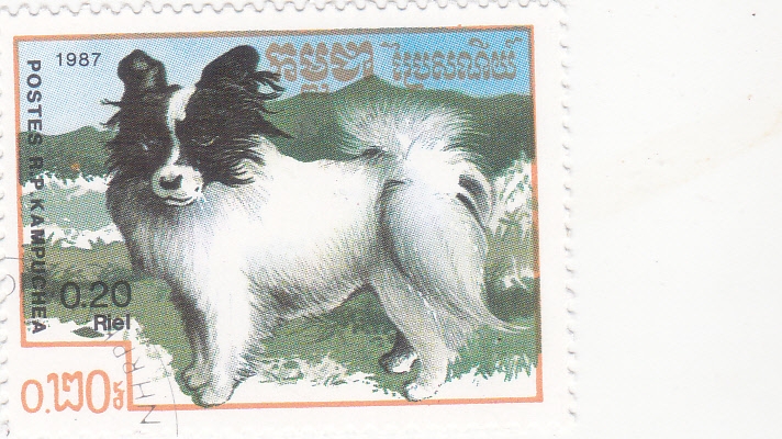 PERROS DE RAZA