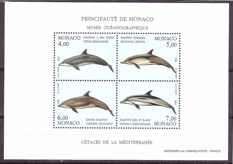 Cetaceos del Mediterraneo