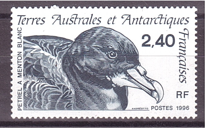Petrel de menton blanco