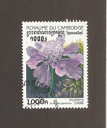 Flor Scabiosa
