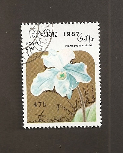 Flor Paphiopedilum