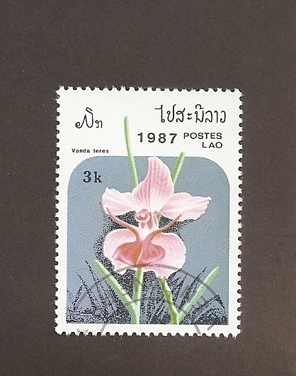 Flor Vanda
